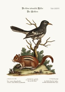 De kleine Indiase Pye. De grondeekhoorn, 1749-73